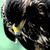 :iconschwarzfang: