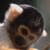 :iconscimma-del-ragno: