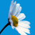 :iconscisco-noob: