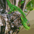 :iconscoi: