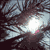 :iconscopoliacarniolica: