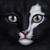 :iconscorchfoottheelder:
