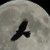 :iconscorn-san: