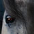 :iconscorpiius: