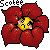 :iconscotee: