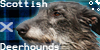 :iconscottish-deerhounds: