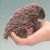 :iconscottishporcupine:
