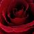 :iconscottishrose: