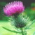 :iconscottishthistle: