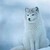 :iconscourgemccloud: