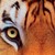 Scourgeroxs :iconscourgeroxs: