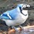 :iconscoutismordecai: