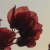 :iconscramer: