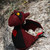 :iconscrapdragons: