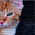 :iconscrappykat:
