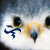 :iconscrawleDvisions:
