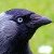 :iconscritchy-bird-blues: