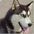 :iconscruffypup: