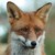 :iconscurvyrango: