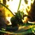 :iconscyther84: