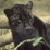 :iconseabreeze-swiftrun: