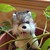 :iconseafur1: