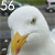 :iconseagull56:
