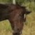 :iconseagullherd: