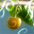 :iconsealight-studios: