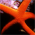 :iconsealight: