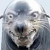 :iconsealrapefaceplz: