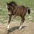 :iconseaofhorsies: