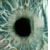 :iconseaowls: