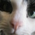 :iconseasalt780:
