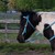 :iconseasidefarms: