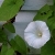 :iconseatapp:
