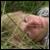 :iconsebek89: