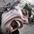 :iconsebmup: