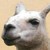 :iconsecofar: