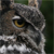 :iconSecret-Animagus: