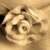 :iconsecret-starlight: