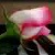 :iconsecretagentgal: