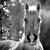 :iconsecretariat-lover: