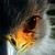:iconsecretary-birdy: