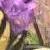 :iconSecretIllusions: