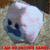 :iconsecretlysinister: