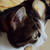 :iconsedathecat: