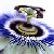 :iconsedativeflower: