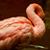 :iconseeing-the-dark: