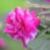 :iconseekingsahasrara: